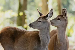 BAMBI: PŘÍBĚH ŽIVOTA Z LESŮ