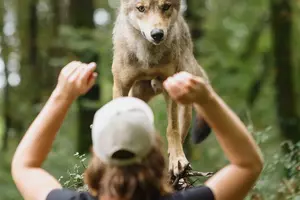 BAMBI: PŘÍBĚH ŽIVOTA Z LESŮ