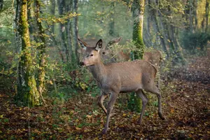 BAMBI: PŘÍBĚH ŽIVOTA Z LESŮ