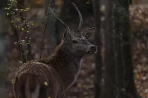 BAMBI: PŘÍBĚH ŽIVOTA Z LESŮ