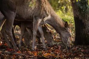 BAMBI: PŘÍBĚH ŽIVOTA Z LESŮ